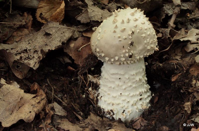 Amanita echinocephala